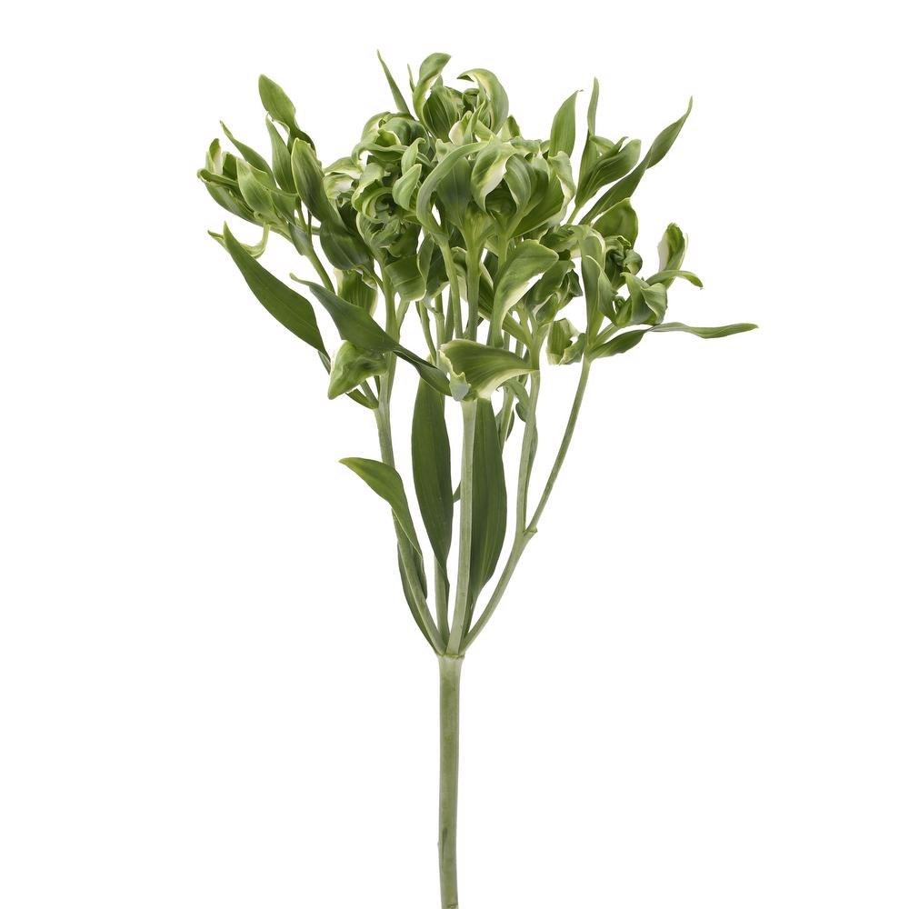 esmeralda-farms-alstroemeria-green-crown-4