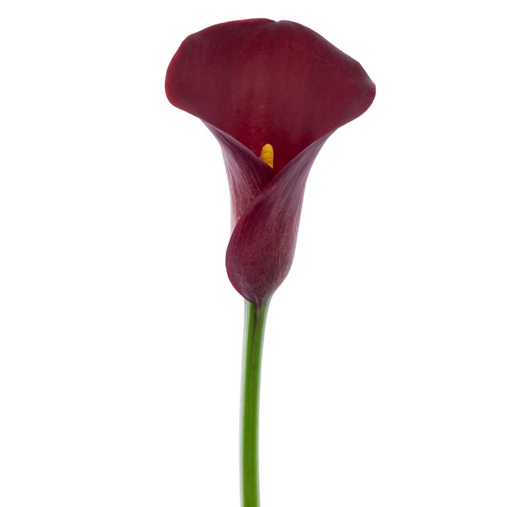 esmeralda-farms-calla-lily-cherry-love-side