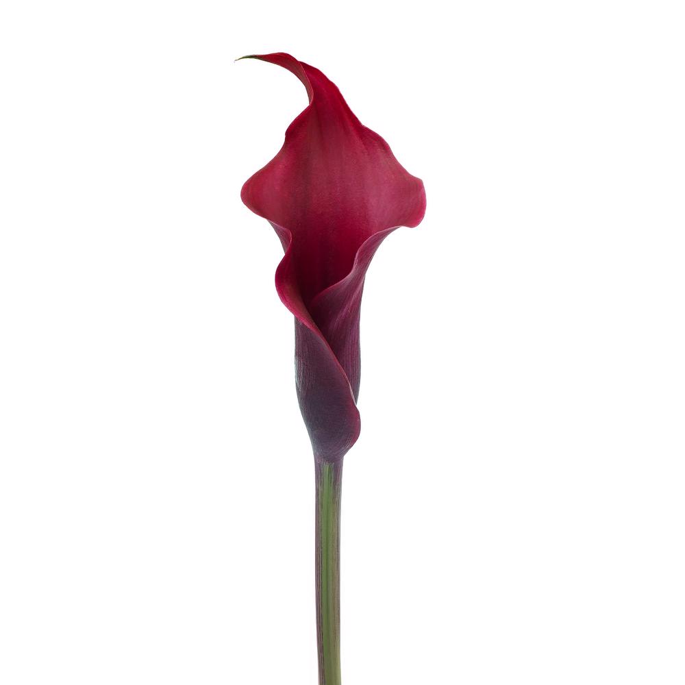 esmeralda-farms-calla-lily-mini-cranberry-3