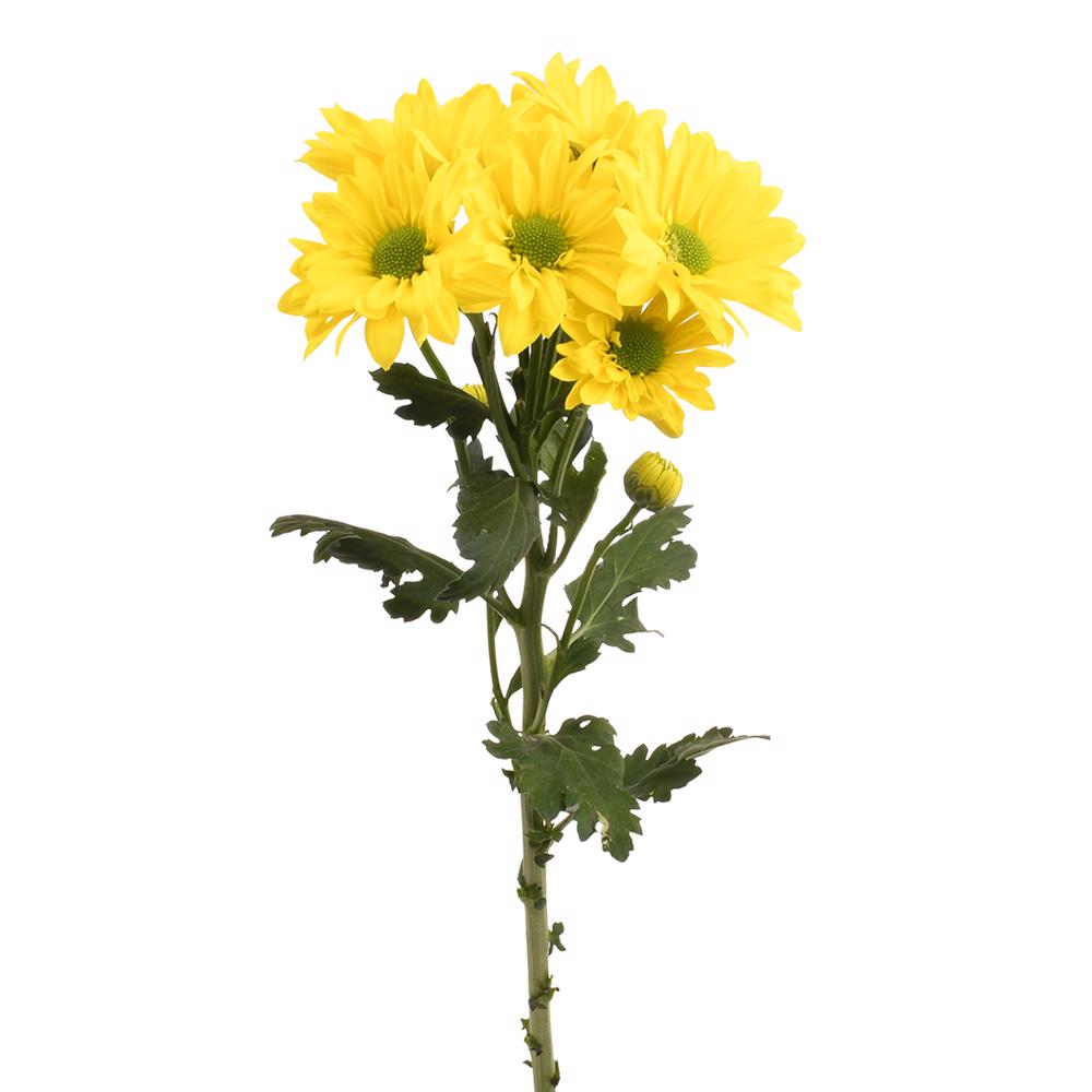 esmeralda-farms-pompon-daisy-vibe-4