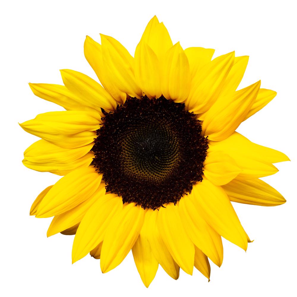 Esmeralda Sunrich Orange Sunflower - Detail