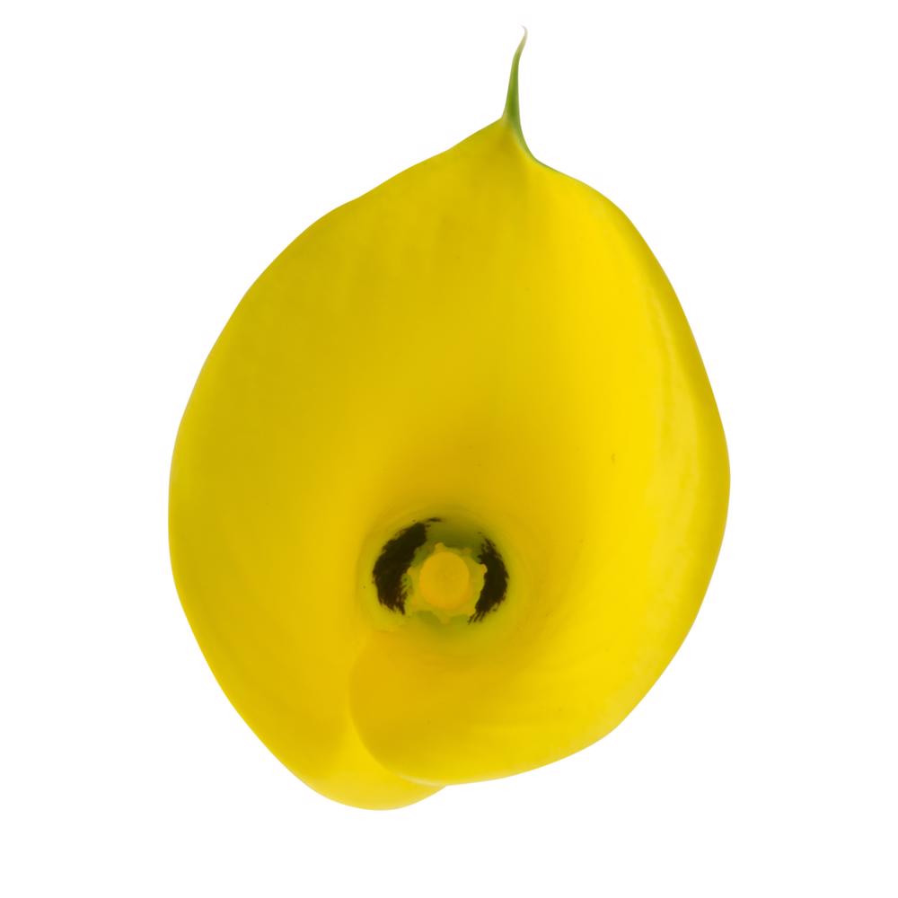 esmeralda-farms-calla-lily-florex-gold-top