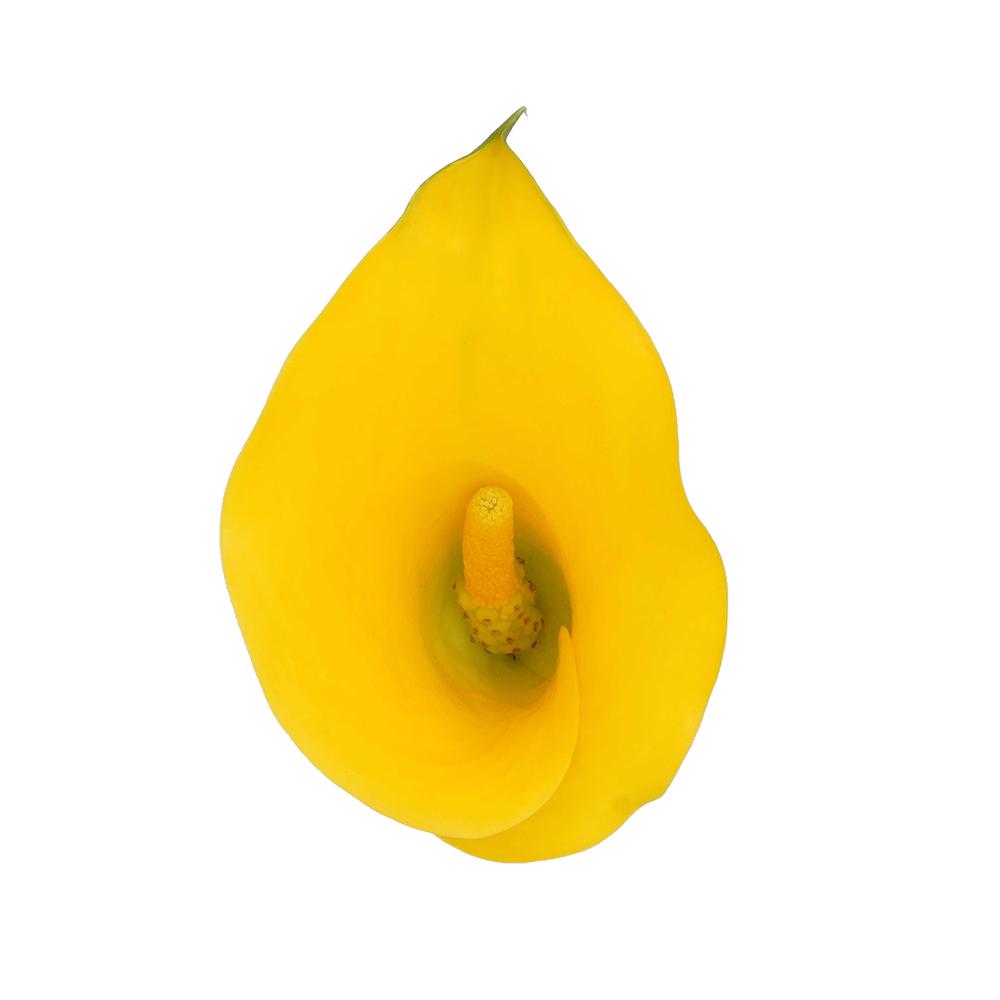 esmeralda-farms-mini-calla-lily-florex-gold-4