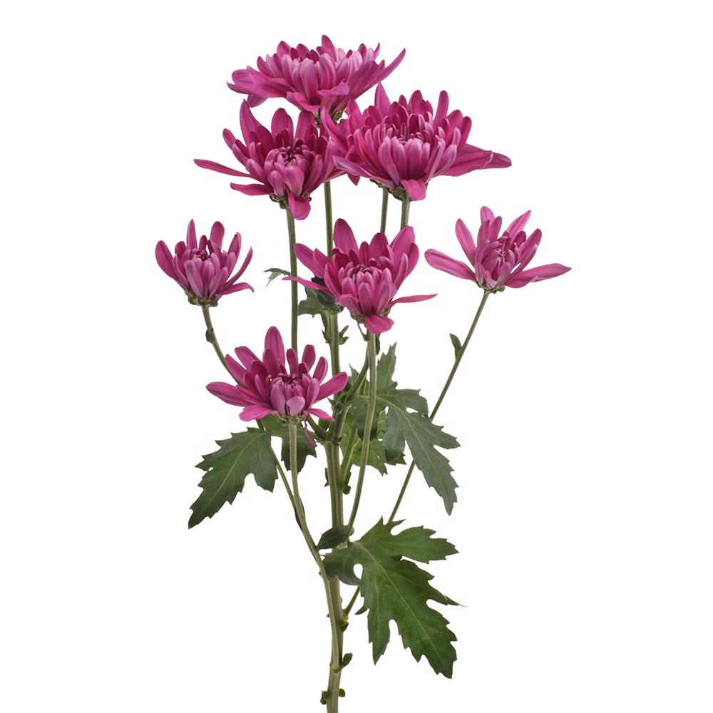 esmeralda-farms-pompon-cushion-andrea-4