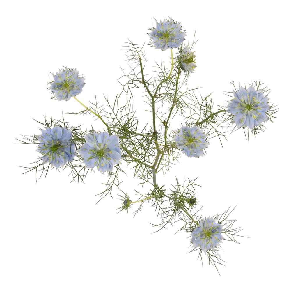 esmeralda-farms-nigella-blue-5