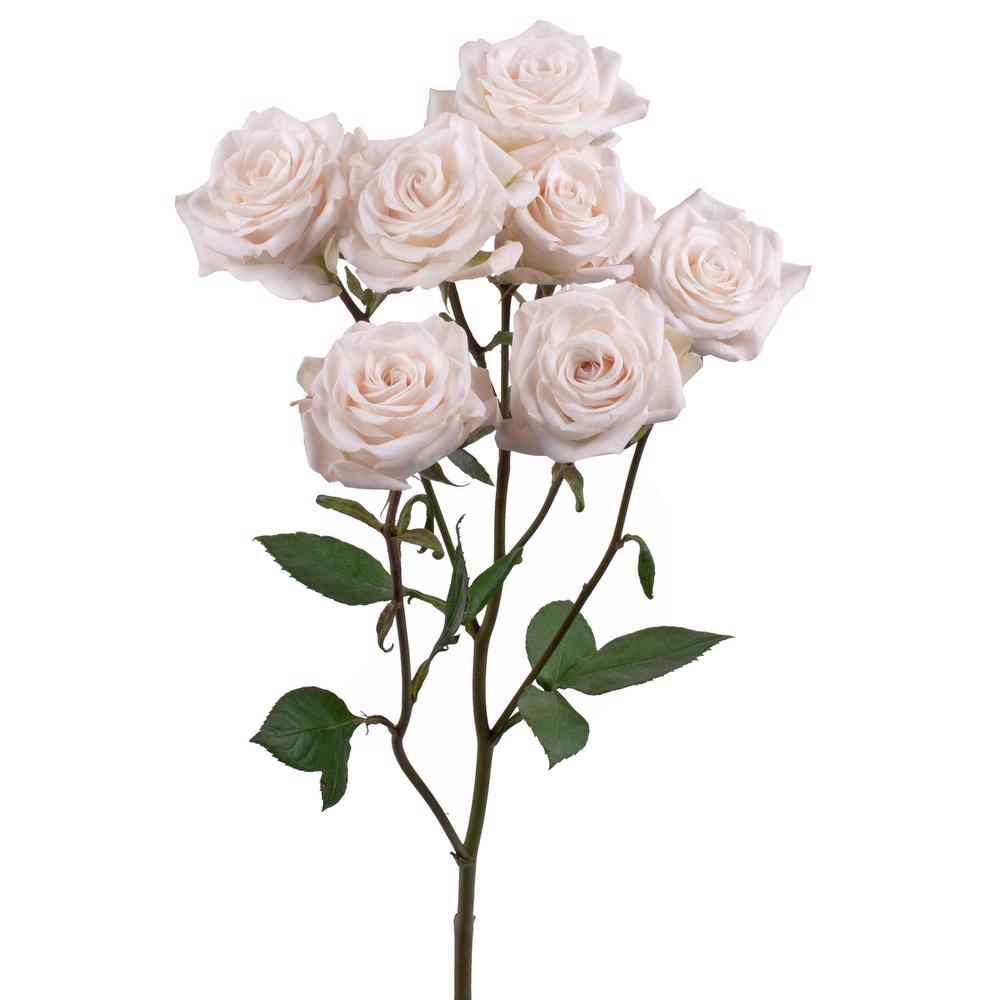 esmeralda-farms-spray-rose-brilliant-stars-volans-3