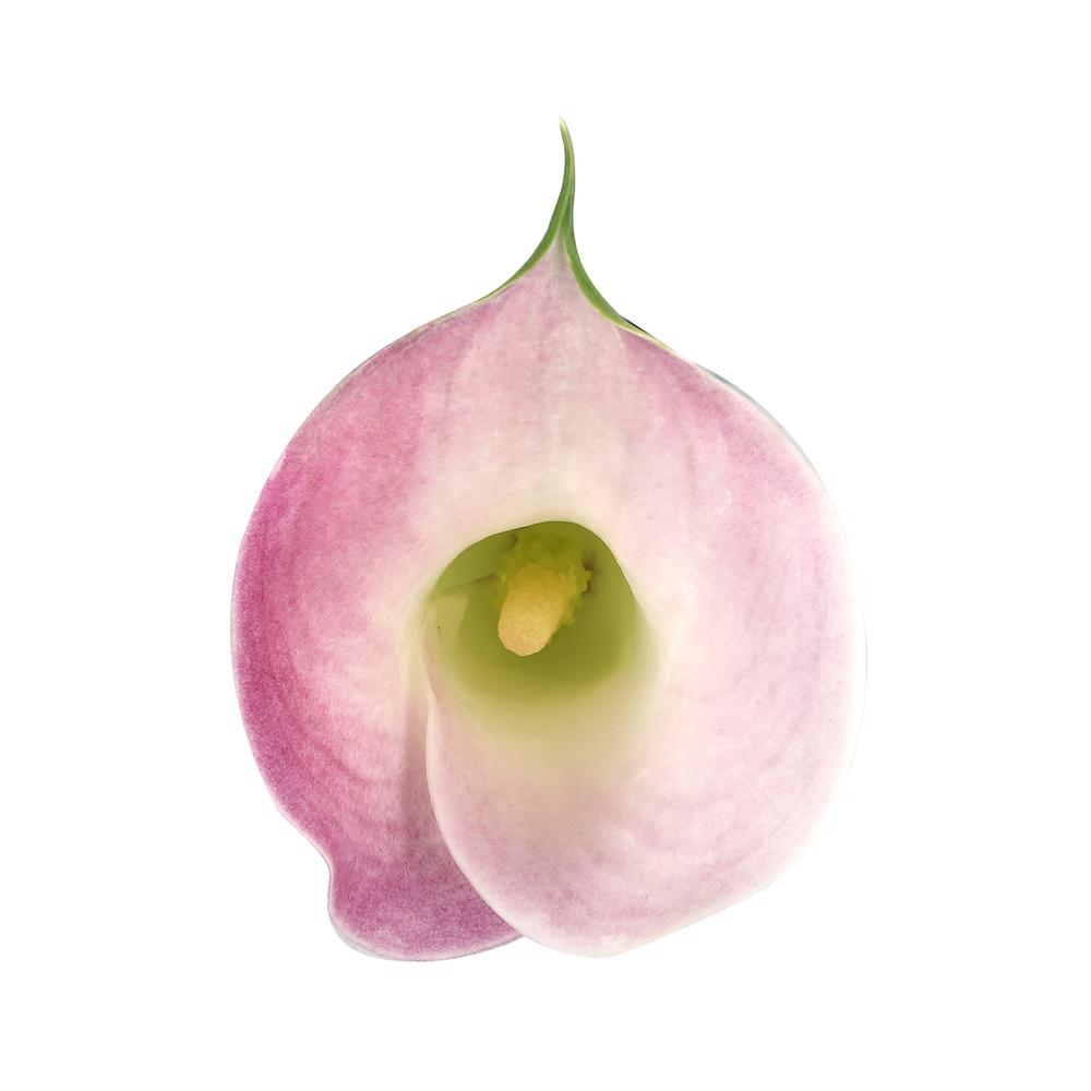 esmeralda-farms-calla-lily-perle-rose-top