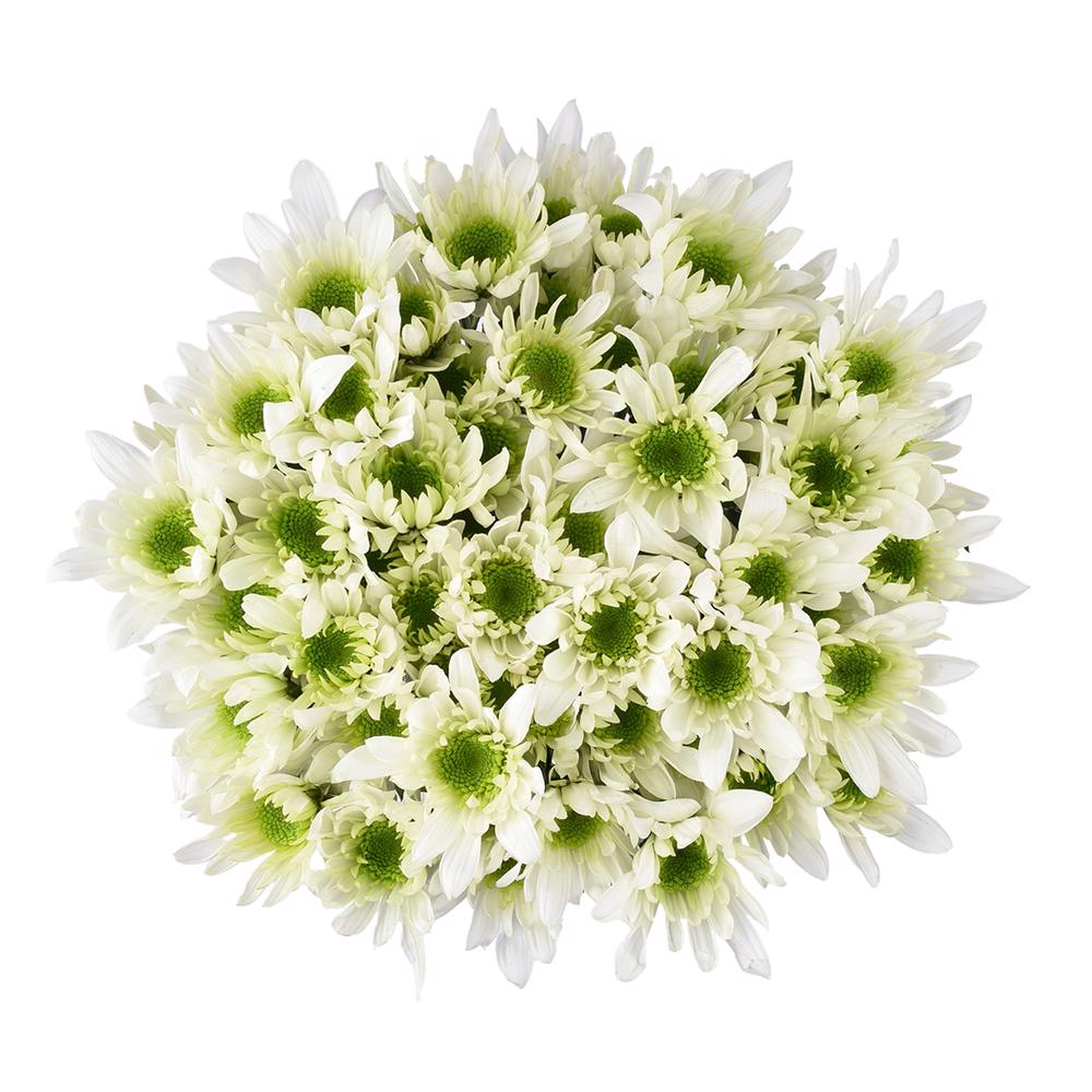 esmeralda-farms-pompon-novelty-radost-lime-3