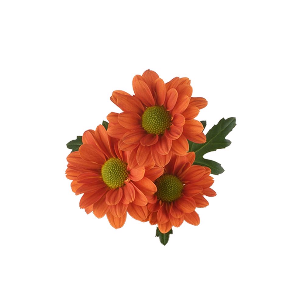 esmeralda-farms-pompon-daisy-terrific-5
