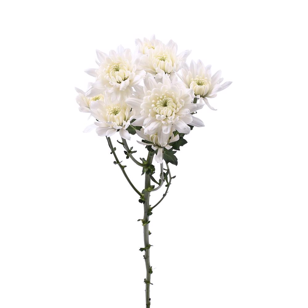 esmeralda-farms-pompon-cushion-alexis-4