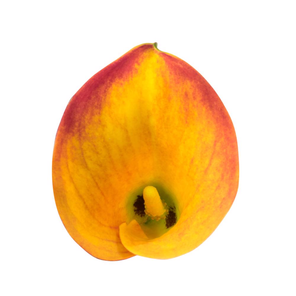 esmeralda-farms-calla-lily-gran-paradiso-top