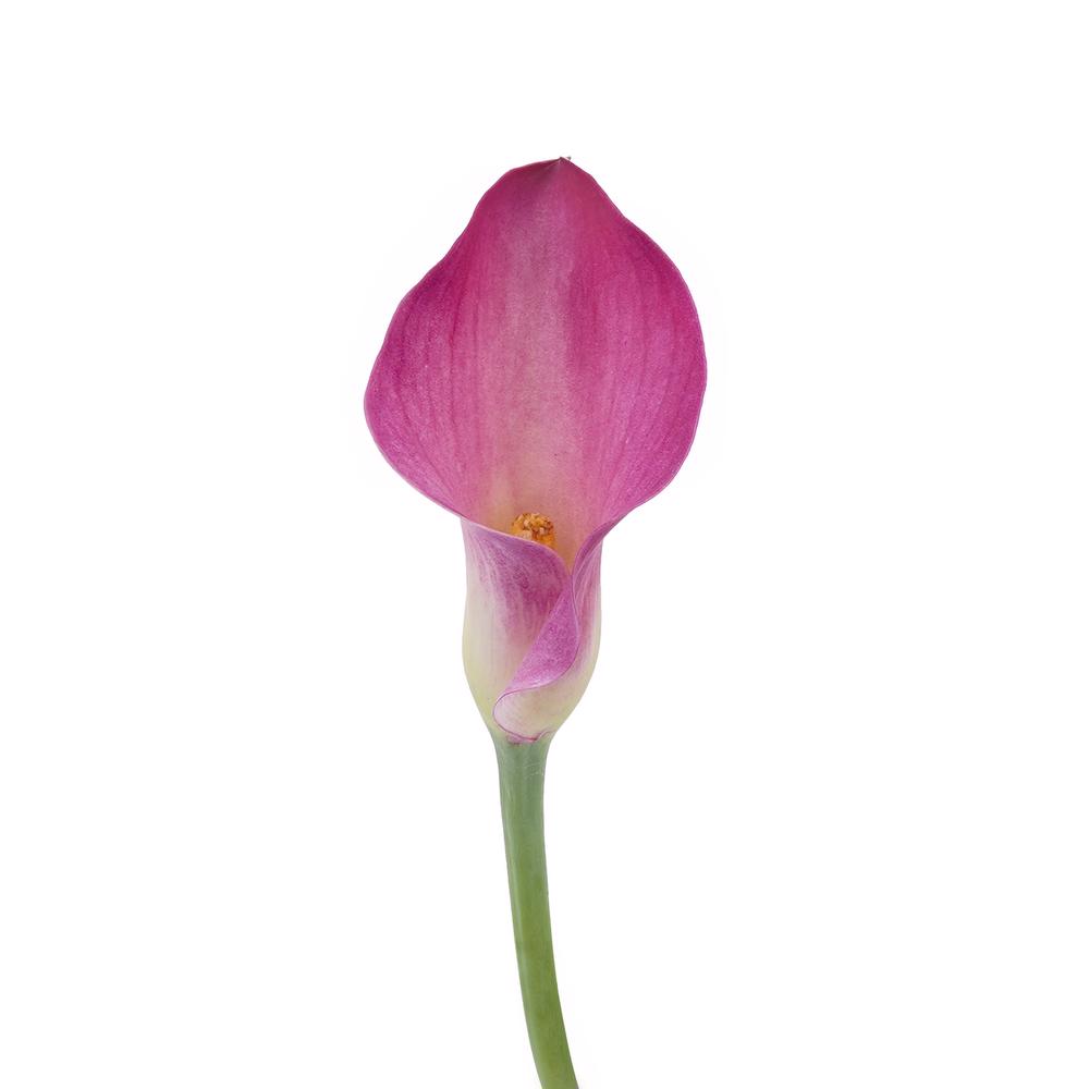 esmeralda-farms-mini-calla-lily-pink-jewel-3