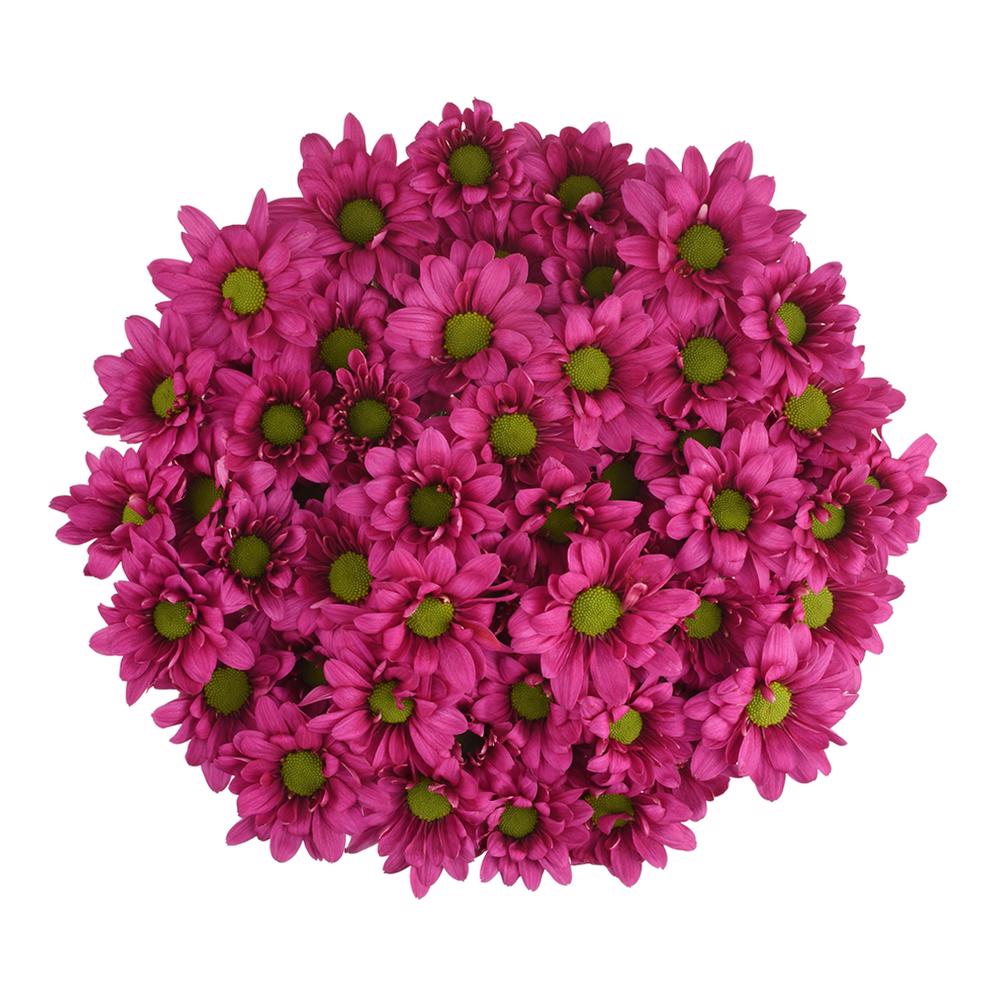 esmeralda-farms-pompon-daisy-memphis-3