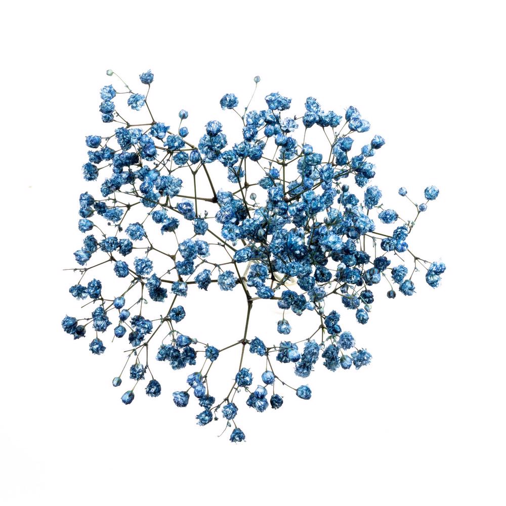 esmeralda-gypsophila-blue-painted