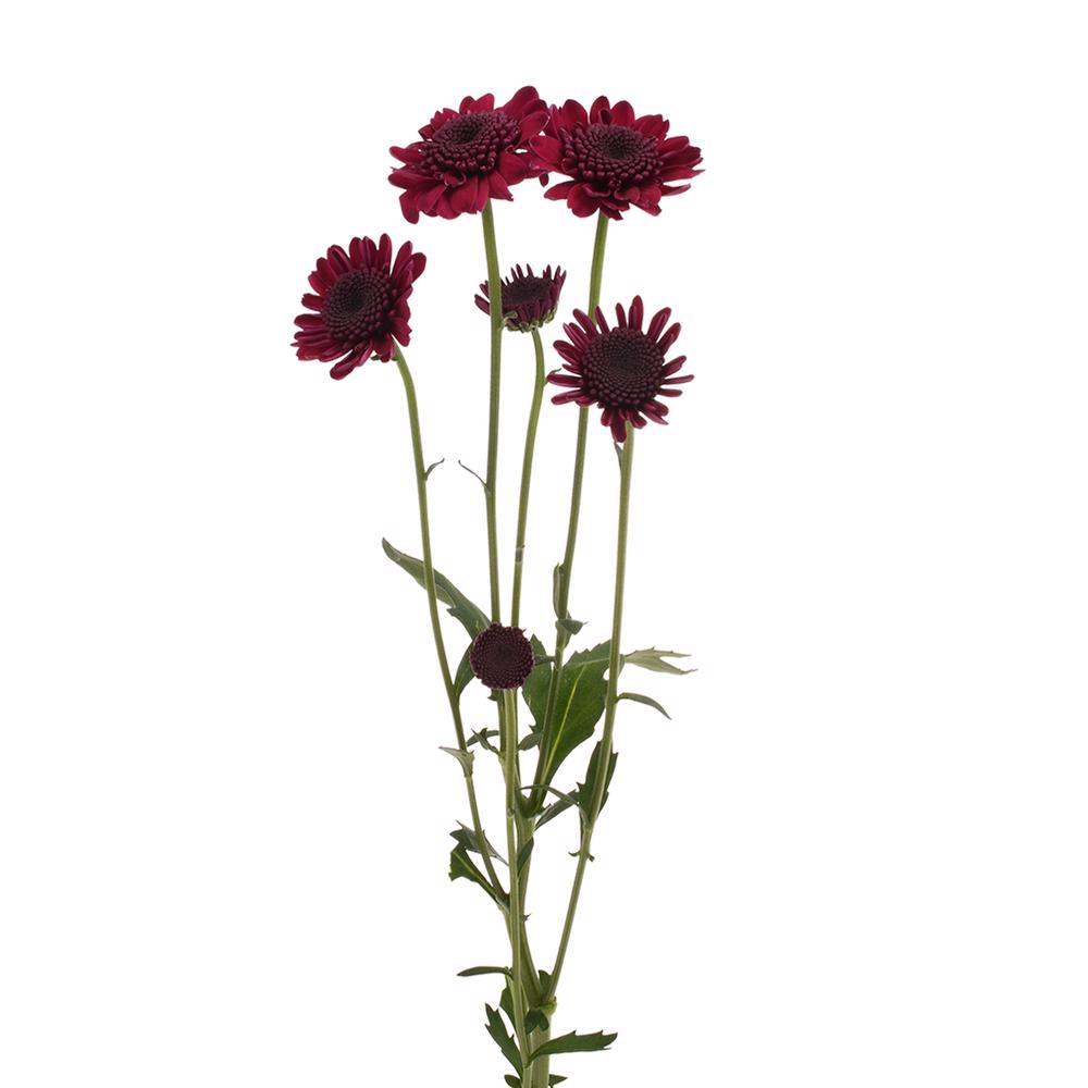 esmeralda-farms-pompon-novelty-aipom-4