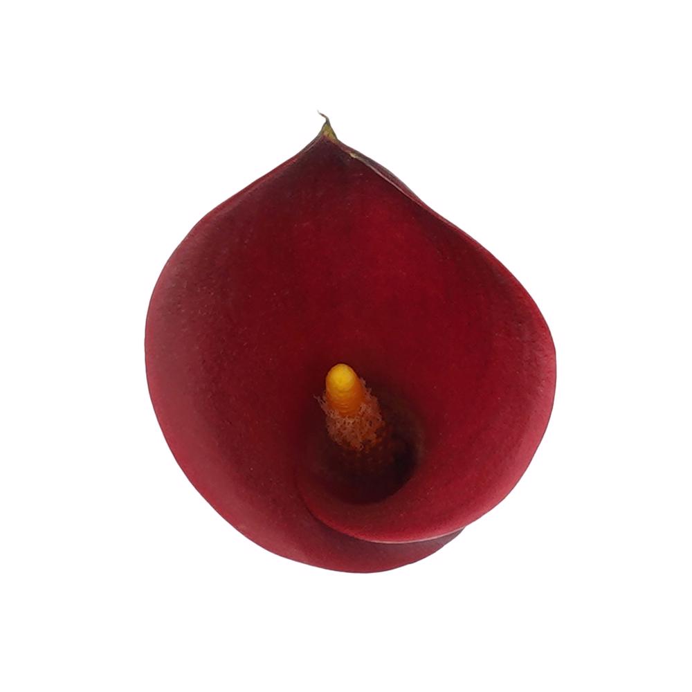 esmeralda-farms-mini-calla-lily-cherry-love-4