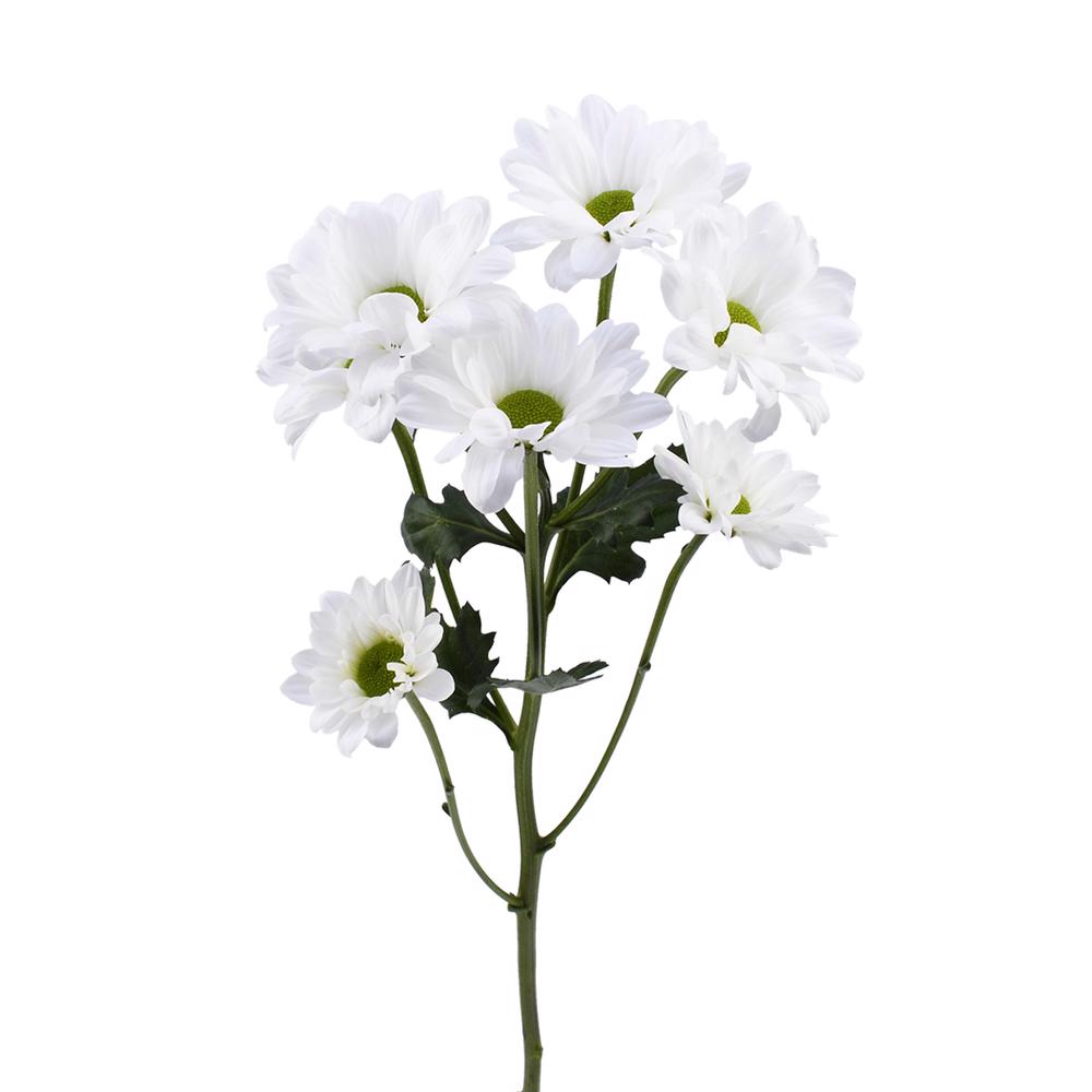 esmeralda-farms-pompon-daisy-alma-white-4