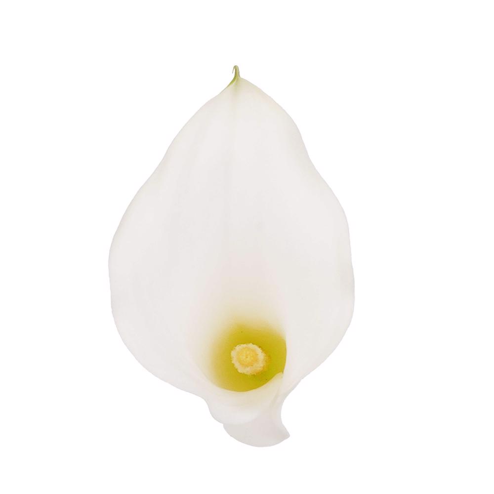 esmeralda-farms-mini-calla-lily-white-rumba-4