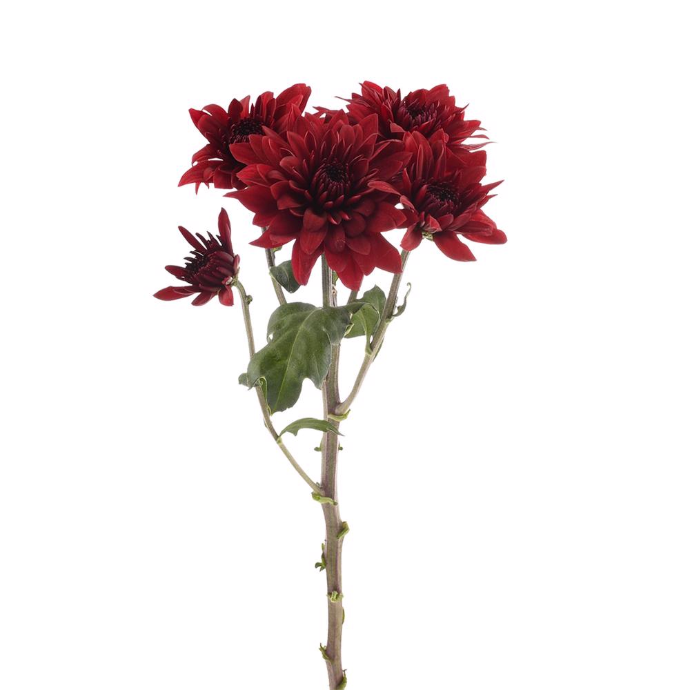 esmeralda-farms-pompon-cushion-testarossa-4