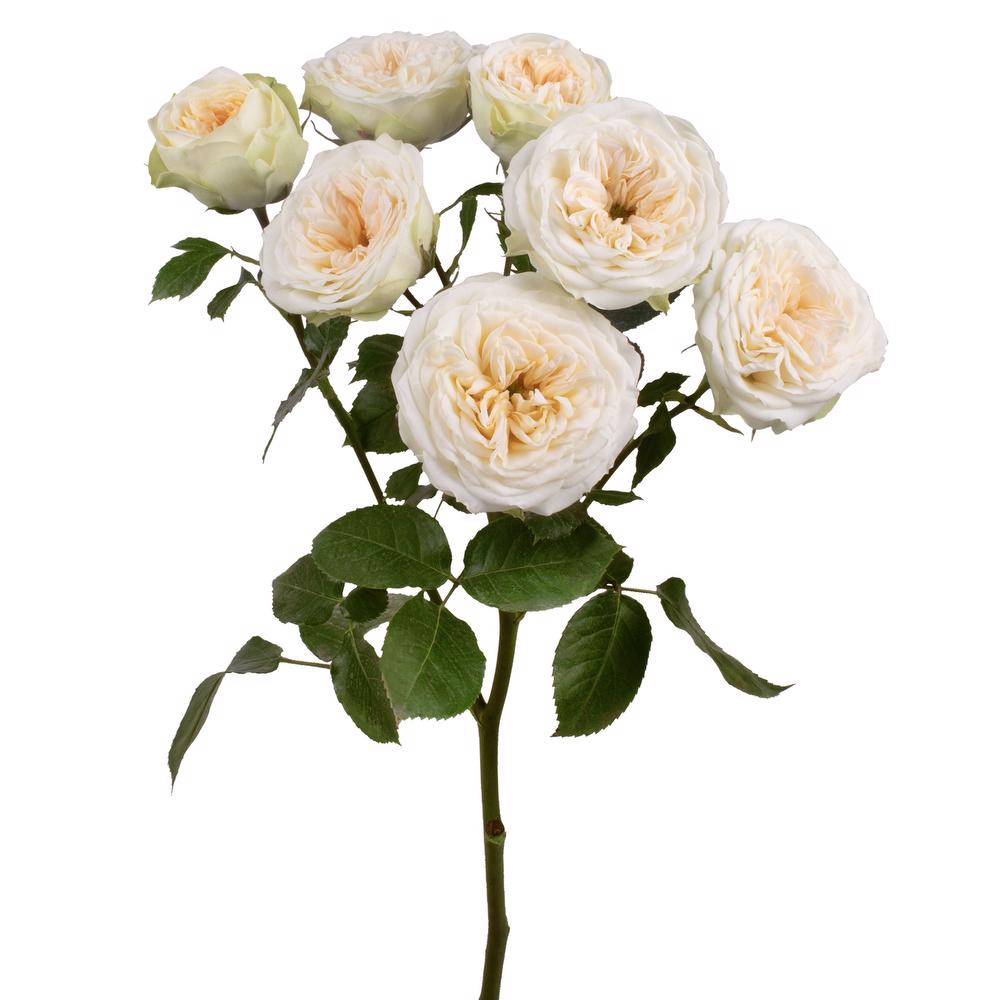 esmeralda-farms-spray-rose-wink-3
