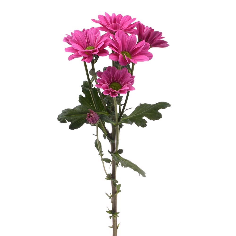 esmeralda-farms-pompon-daisy-plasma-5