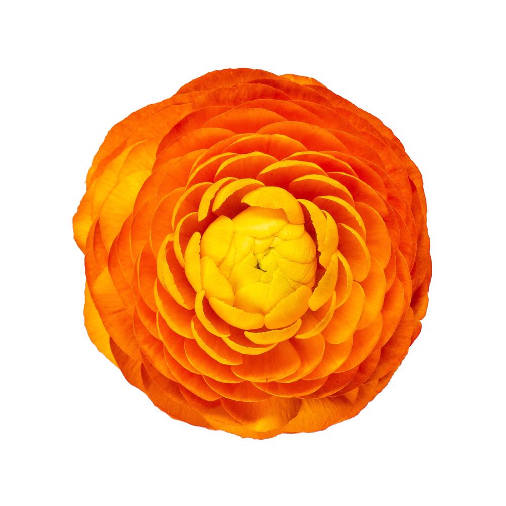 esmeralda-ranunculus-clementine-orange
