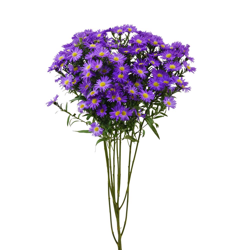 esmeralda-farms-mardi-gras-aster-purple-4
