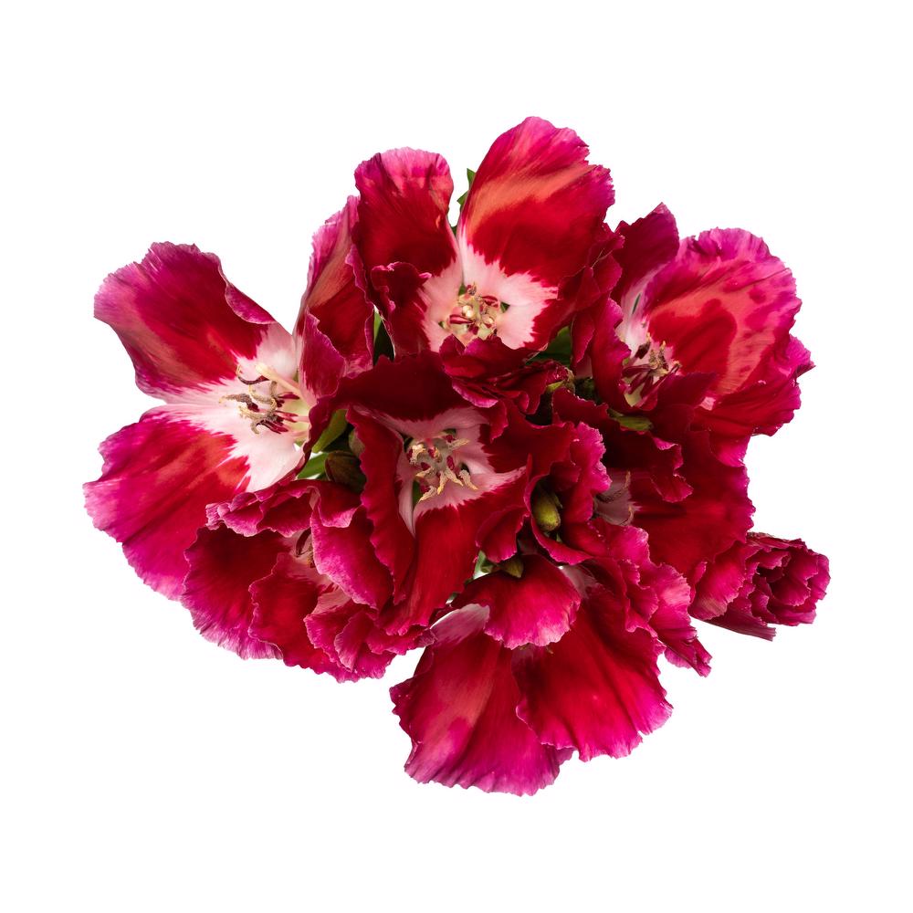 esmeralda-godetia-red