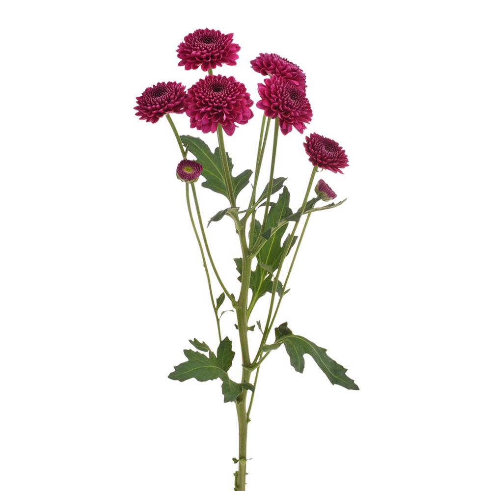 esmeralda-farms-pompon-button-gustav-4