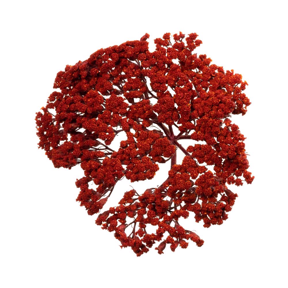 esmeralda-achillea-red-painted