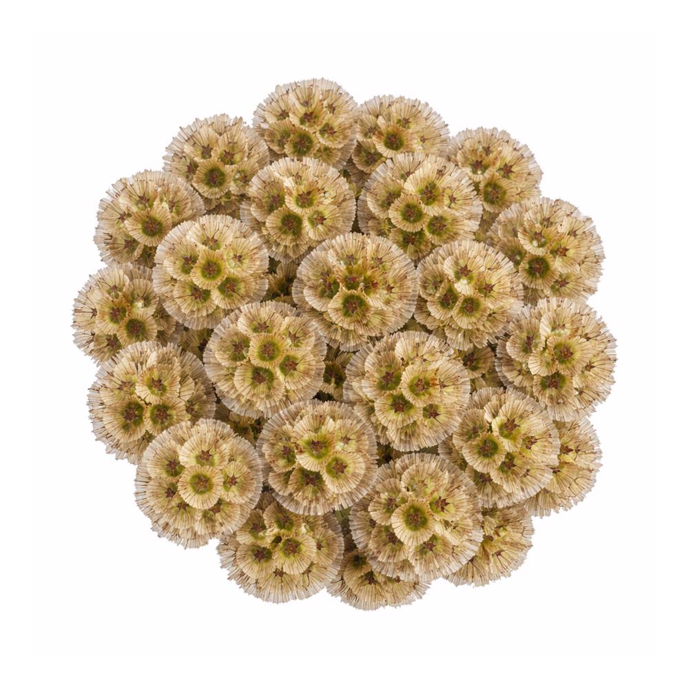 esmeralda-farms-scabiosa-stellata-pods-5