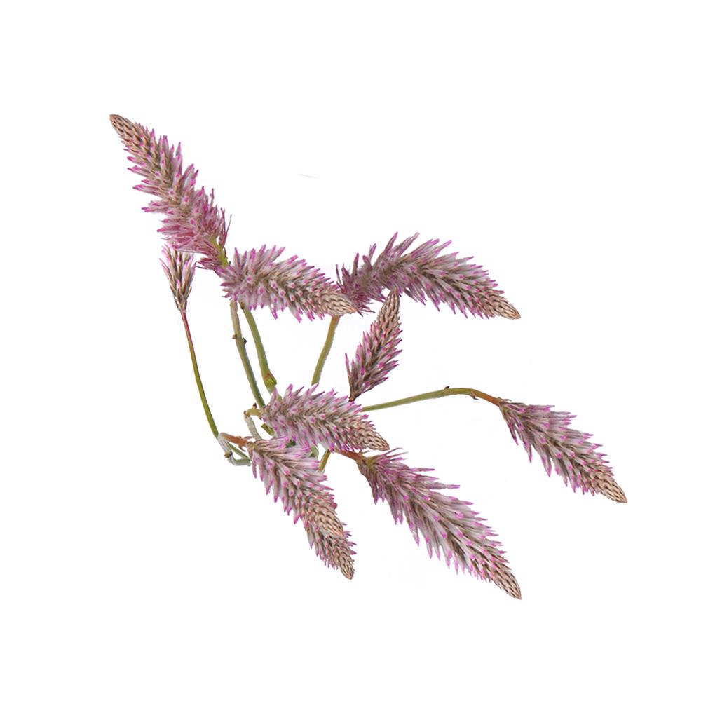 esmeralda-farms-ptilotus-matilda-5