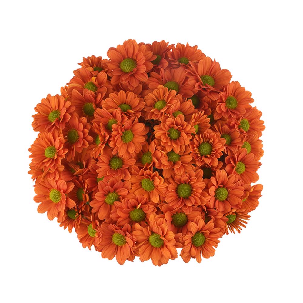 esmeralda-farms-pompon-daisy-terrific-3