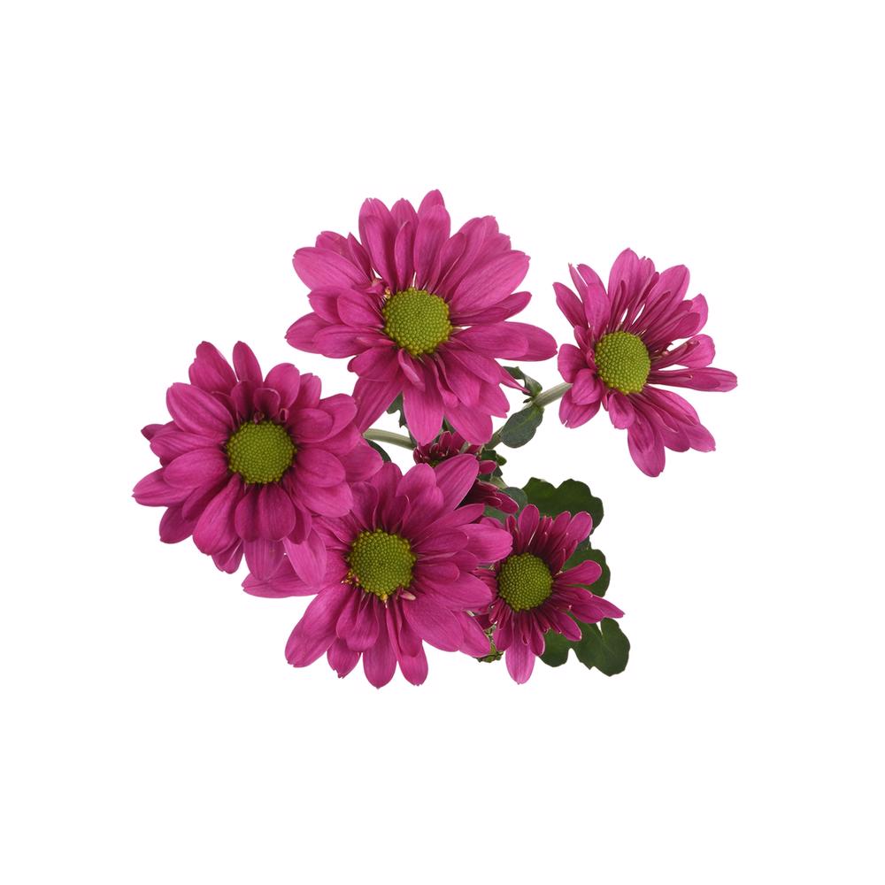 esmeralda-farms-pompon-daisy-memphis-5