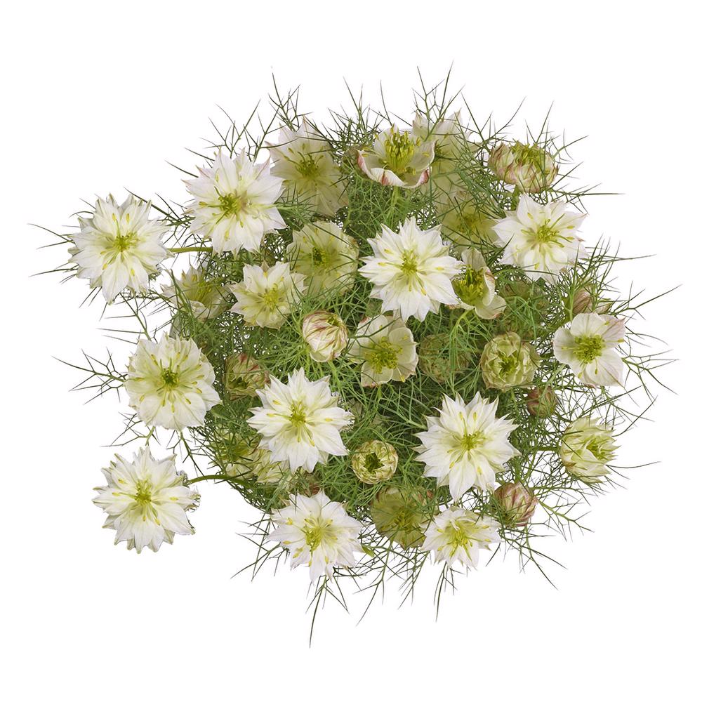 esmeralda-farms-nigella-white-3