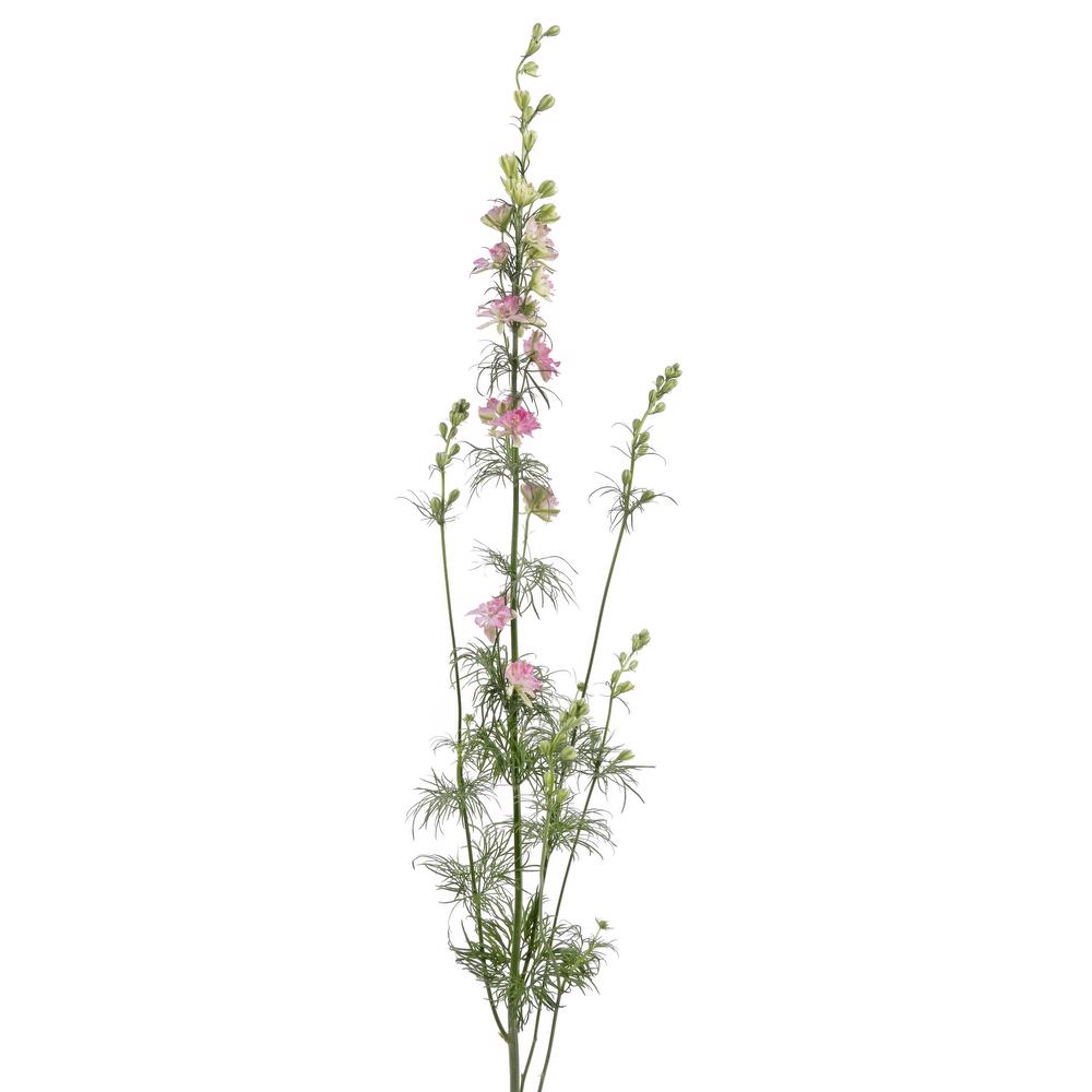 esmeralda-farms-larkspur-carmine-side