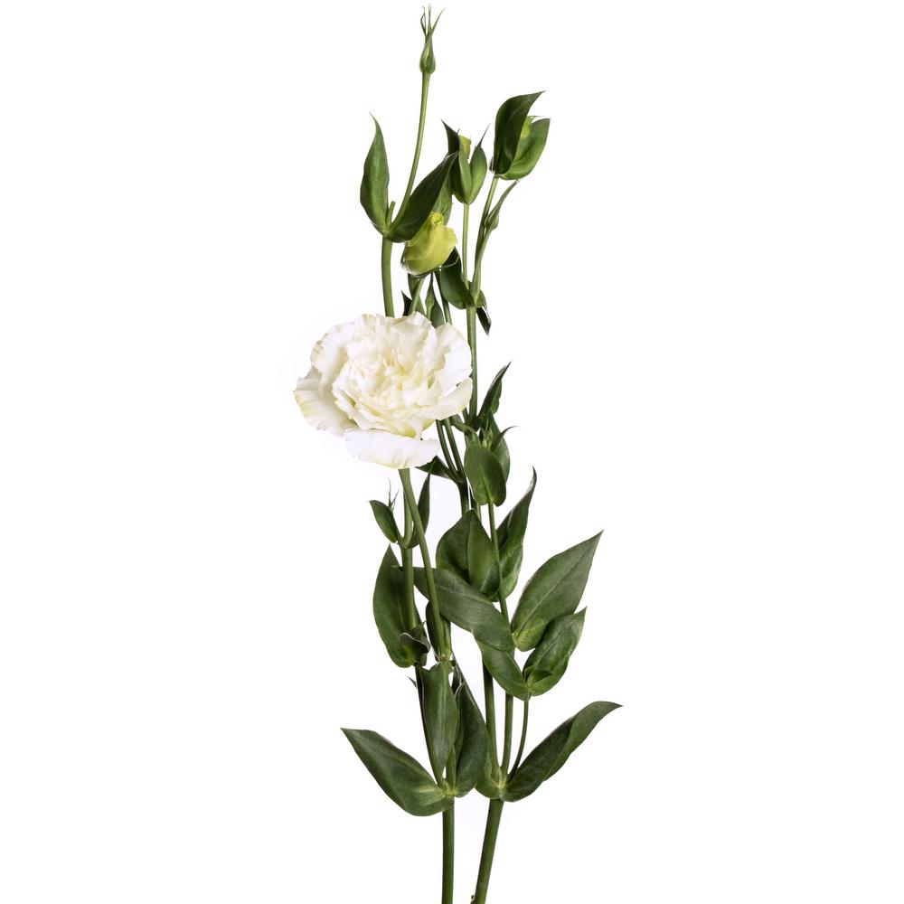 esmeralda-lisianthus-white