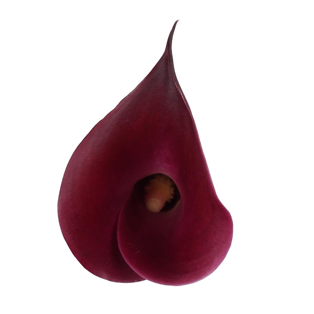 esmeralda-farms-calla-lily-cranberry-side