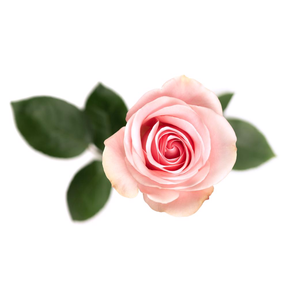 esmeralda-farms-rose-novia