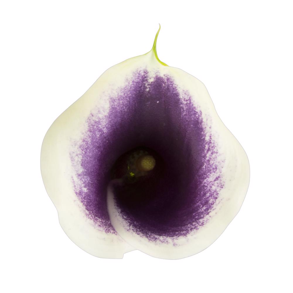 esmeralda-farms-calla-lily-picasso-top