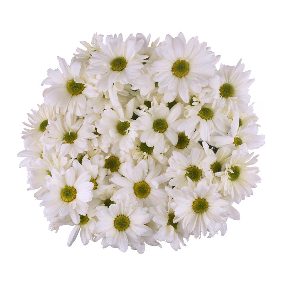 esmeralda-farms-pompon-daisy-atlantis-white-3