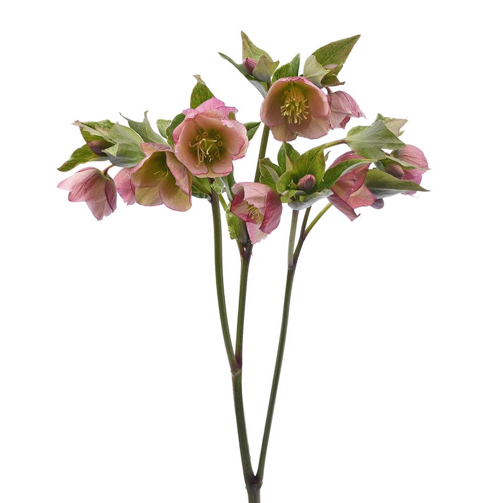esmeralda-farms-helleborus-camara-pink-4