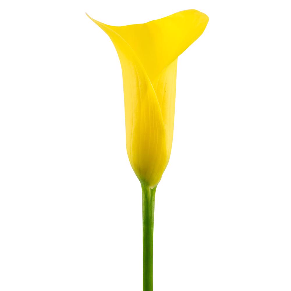 esmeralda-farms-calla-lily-florex-gold-side