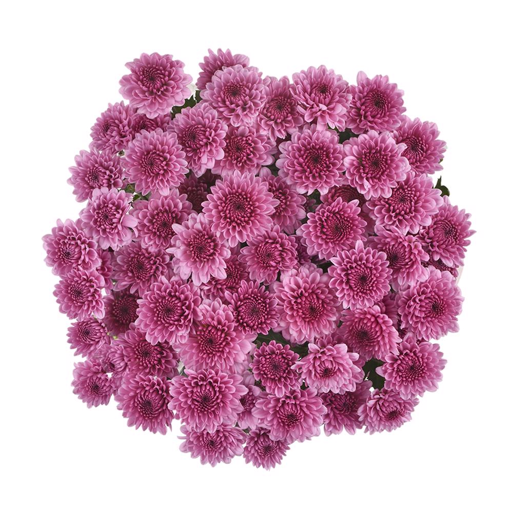 esmeralda-farms-pompon-button-sweet-3