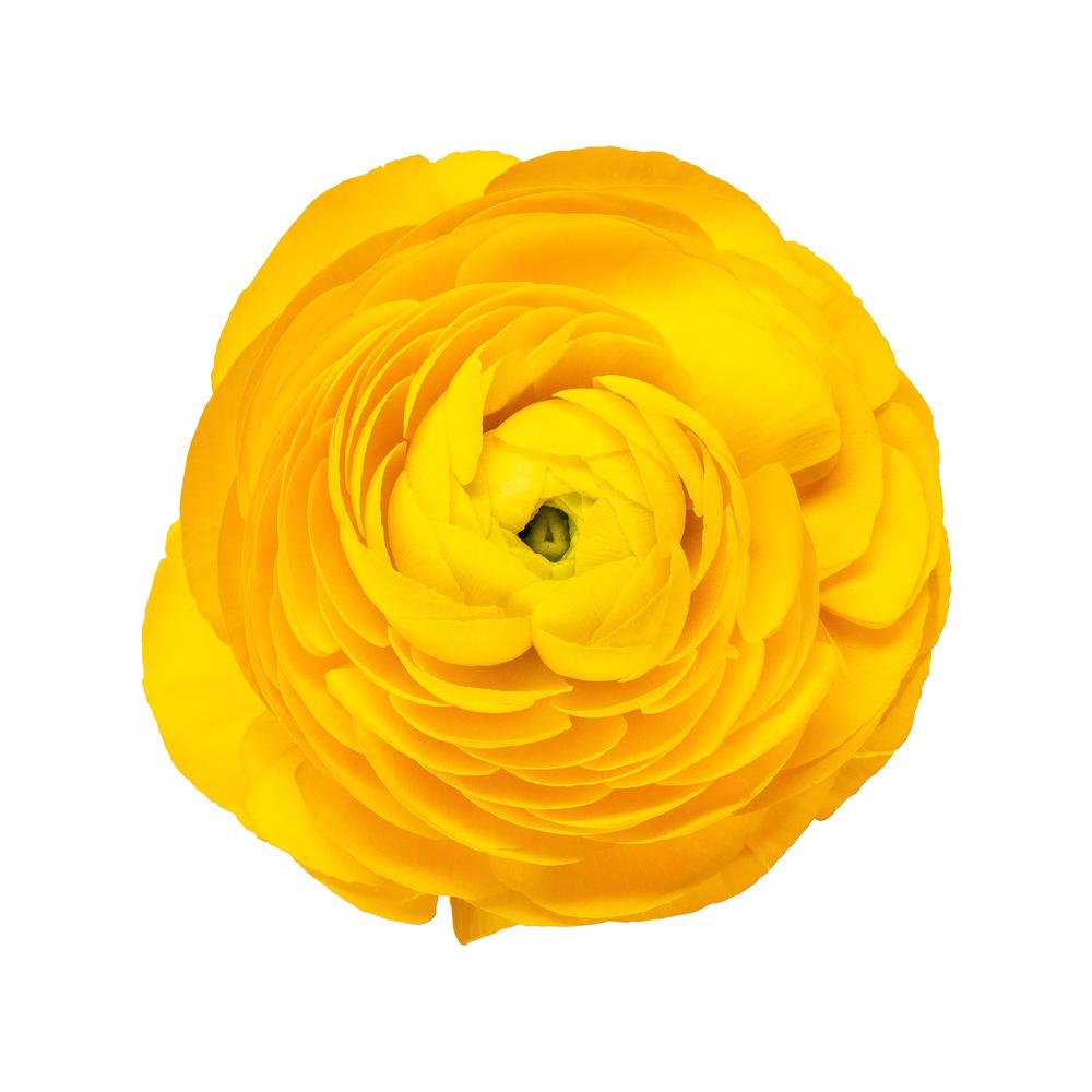 esmeralda-ranunculus-giallow-yellow