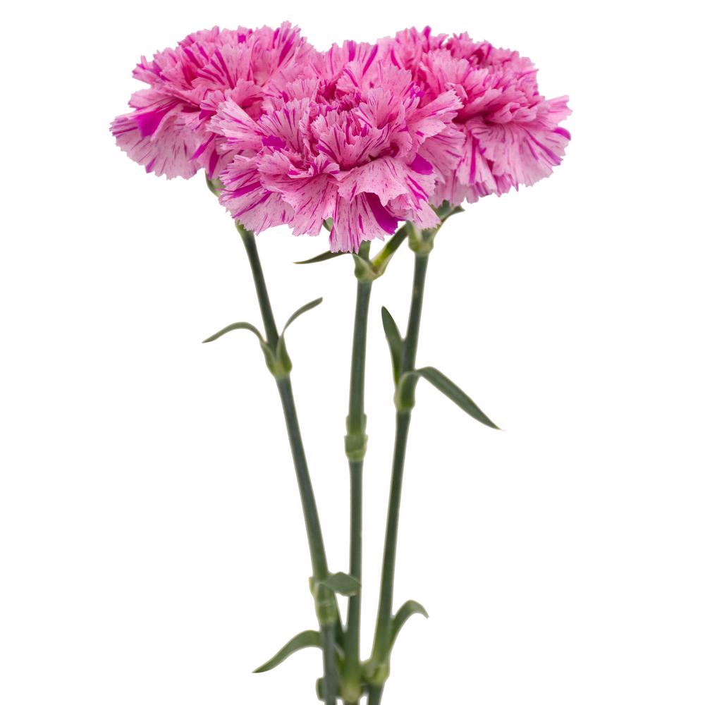 esmeralda-farms-carnation-novelty-trio-stems