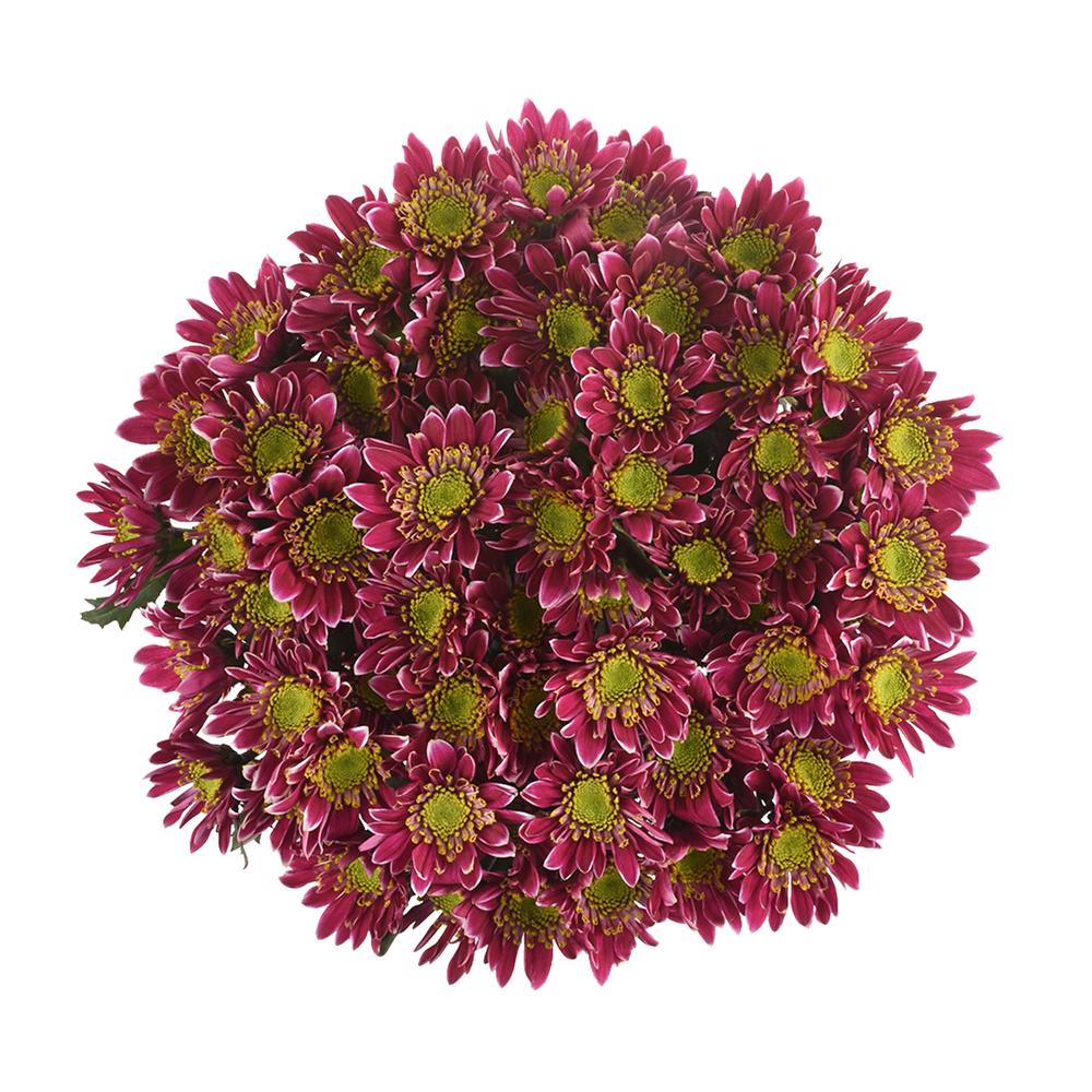 esmeralda-farms-pompon-novelty-kogui-3