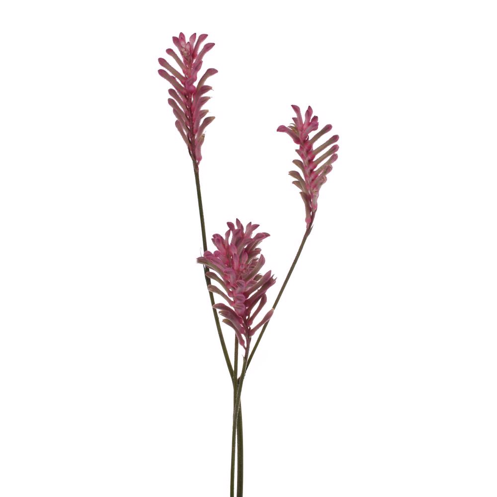 esmeralda-farms-kangaroo-paw-anigozanthos-pink-joy-4