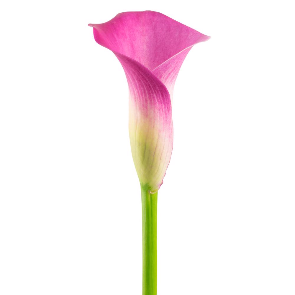 esmeralda-farms-calla-lily-fantasia-side