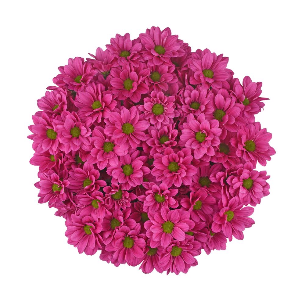 esmeralda-farms-pompon-daisy-plasma-5